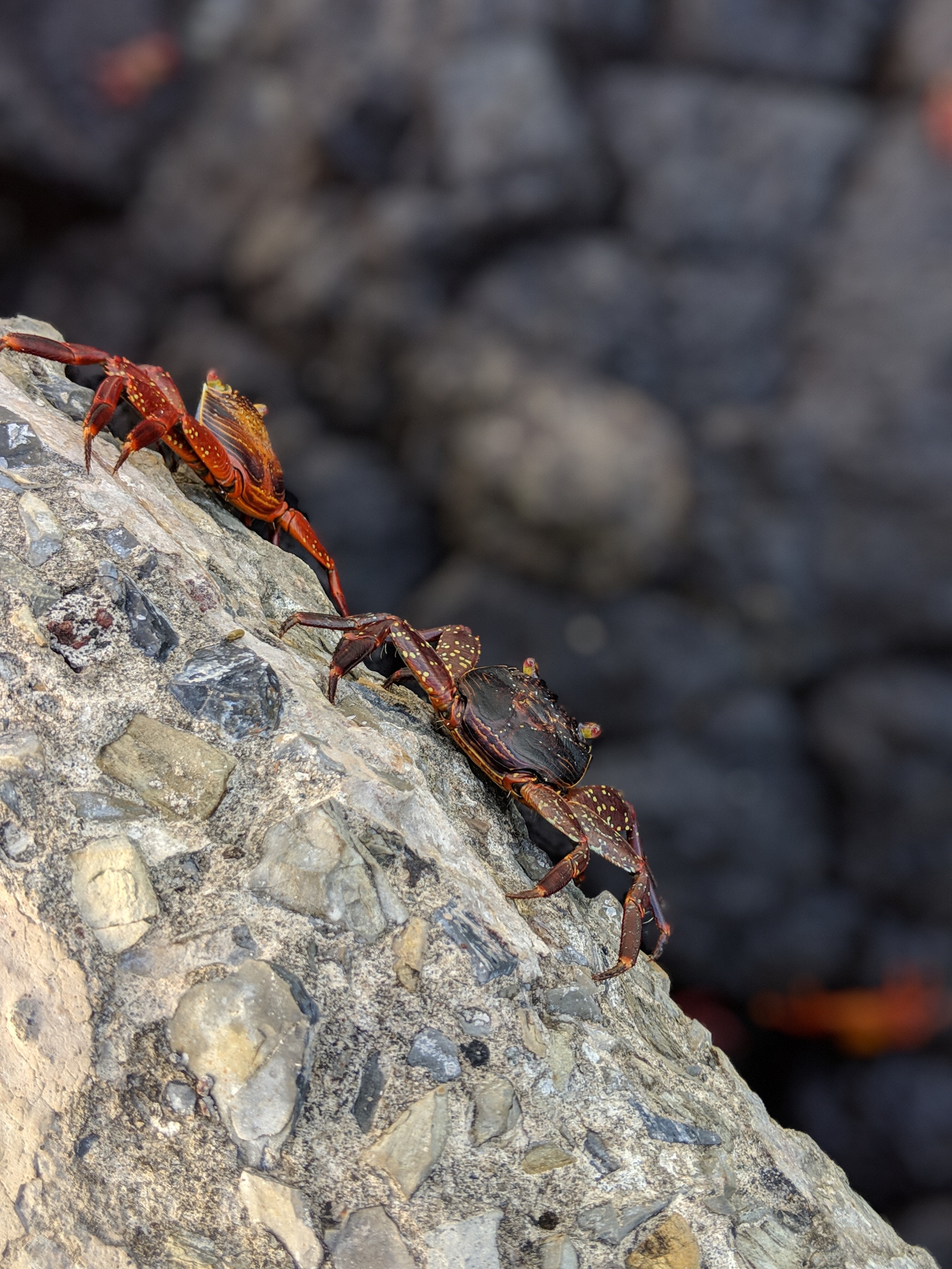 00100lPORTRAIT_00100_BURST20190114173035094_COVER