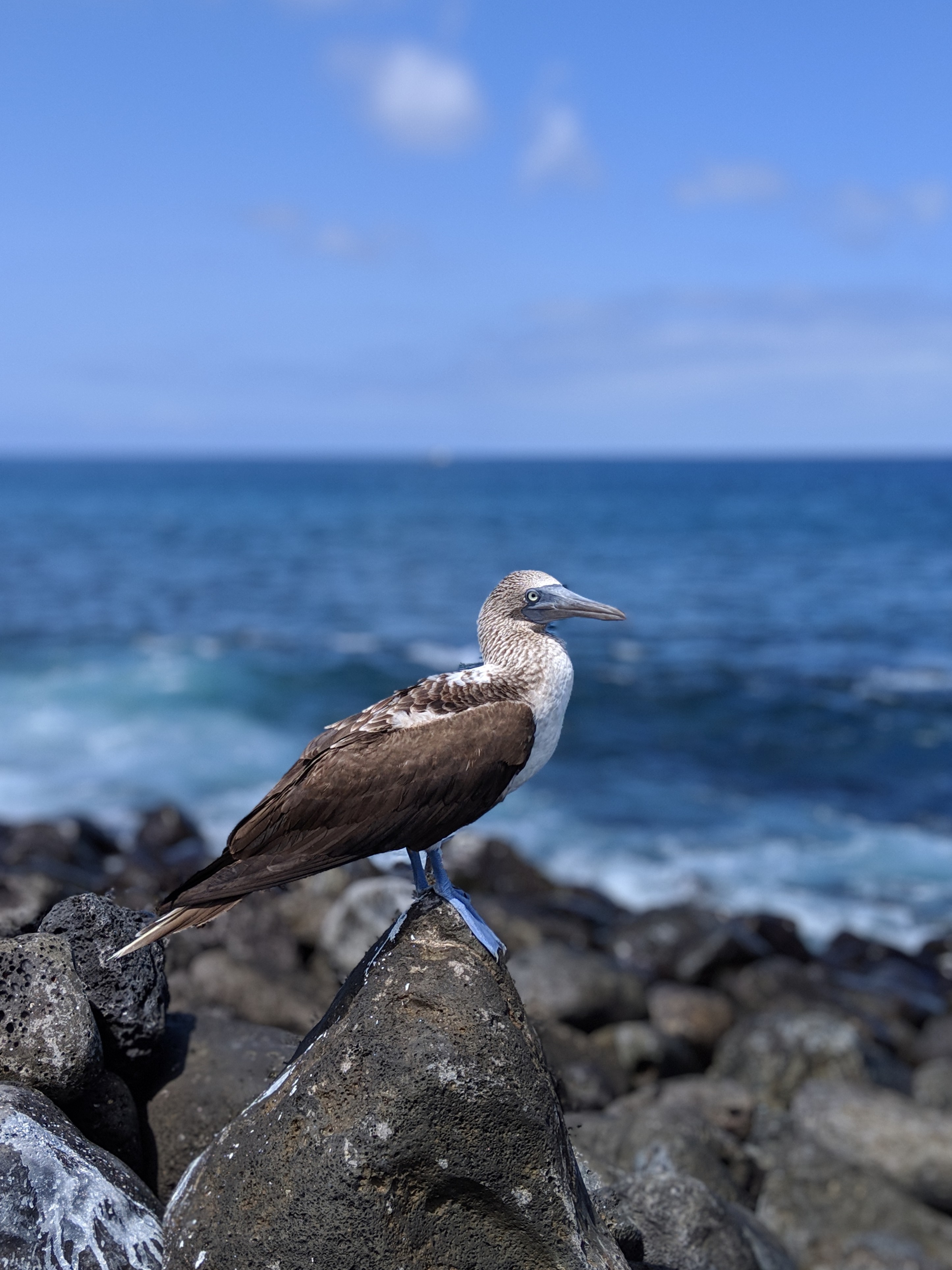 00100lPORTRAIT_00100_BURST20190201115139836_COVER