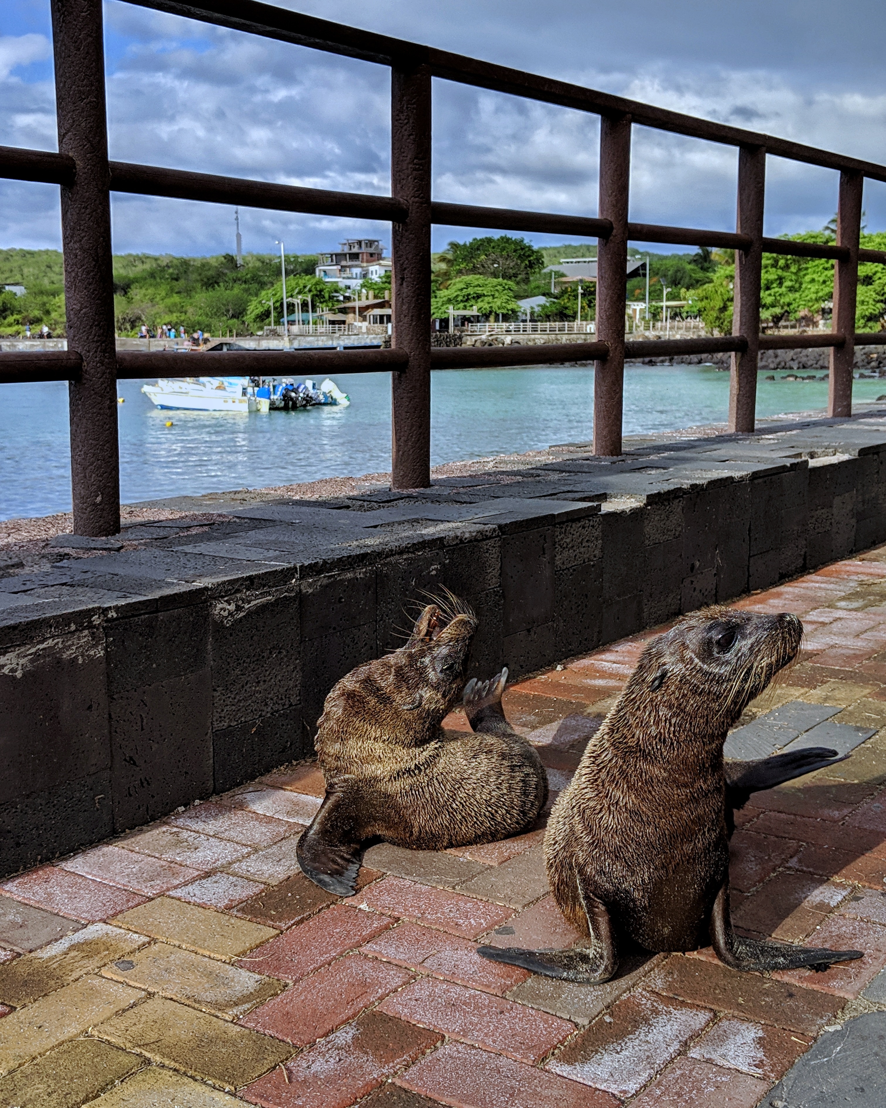 IMG_20190129_232421_287